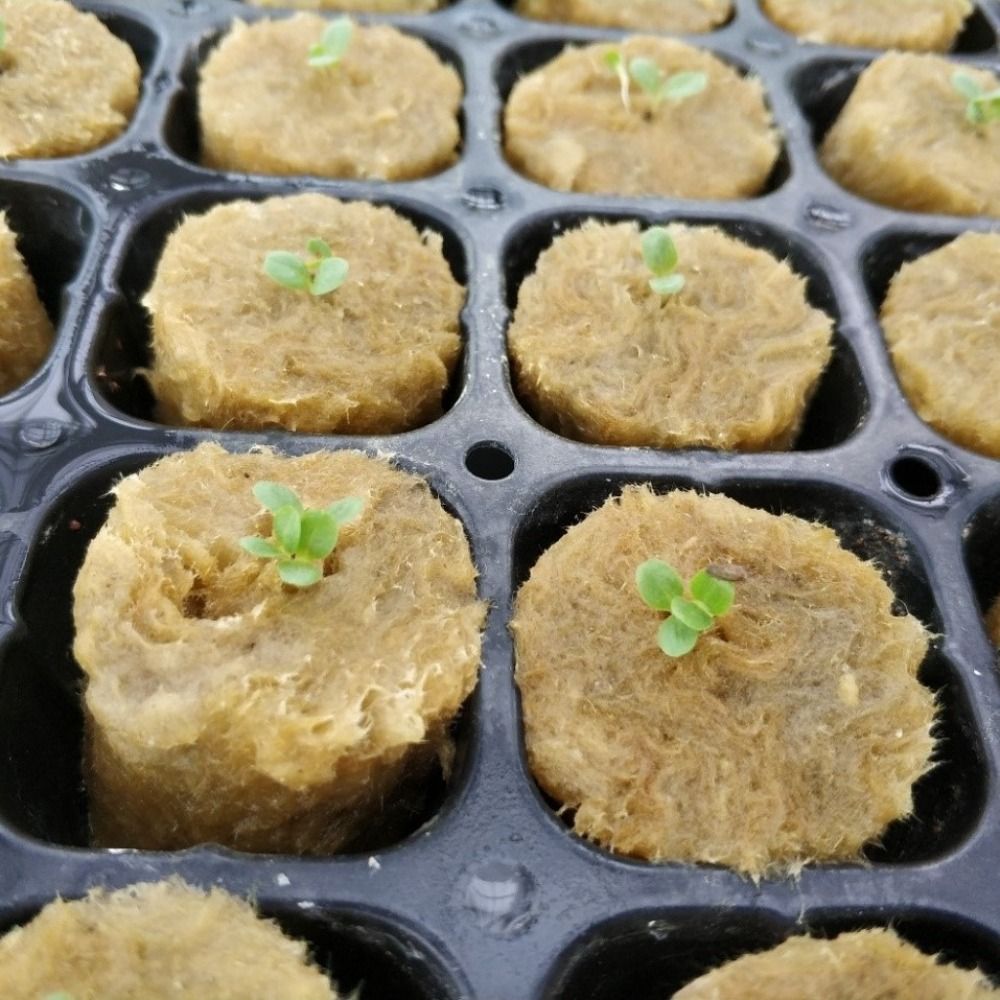50 Pezzi Blocchi per Piantine  - Nursery Plug Tray recensione e prezzo